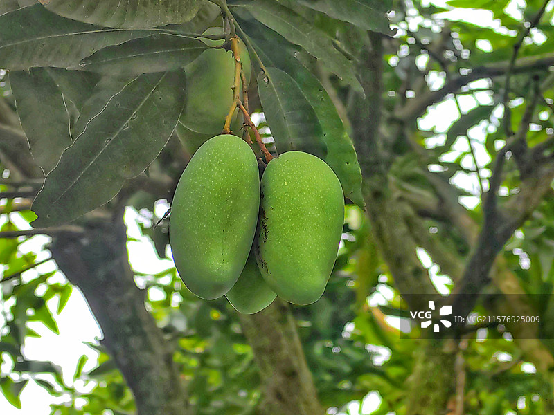 芒果树结果芒果图片素材
