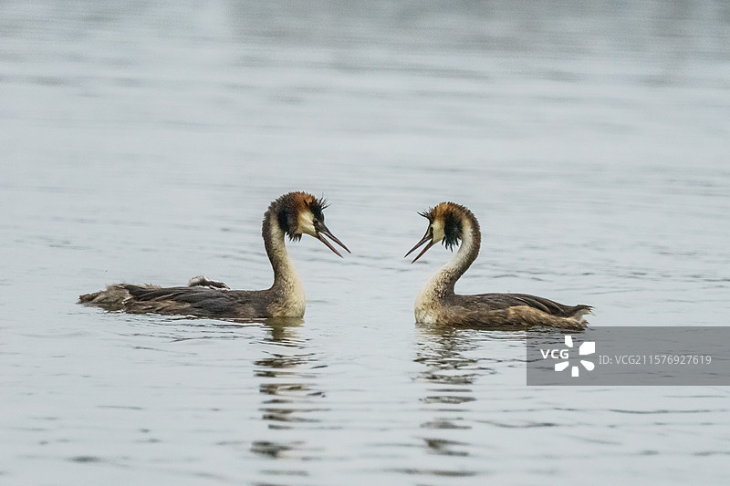 凤头鸊鷉图片素材