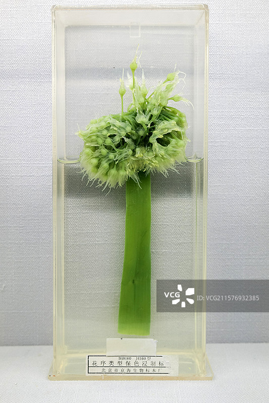 伞形花序 花序类型保色浸制标本 国家自然博物馆植物世界展厅图片素材