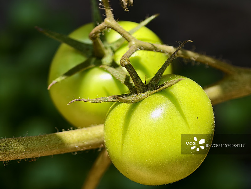 种番茄图片素材