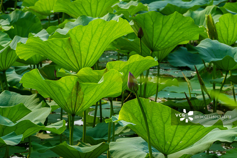 荷叶Lotus Leaf图片素材
