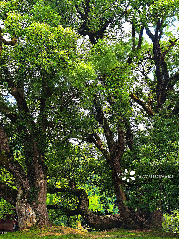 福建省南平市延平区云上三楼古樟树图片素材