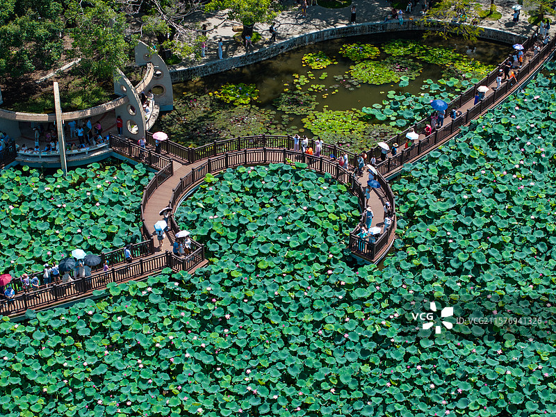 航拍视角下的洪湖公园荷塘栈桥图片素材