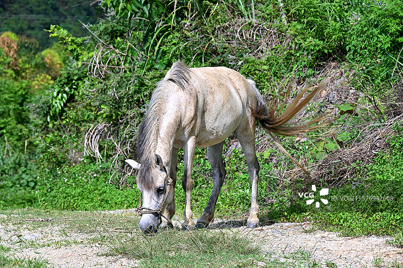 青山饲马：白马低头啃草，身后绿野如潮。风穿过枝叶，悄悄说着山间的故事，这一刻，时光慢下来。图片素材