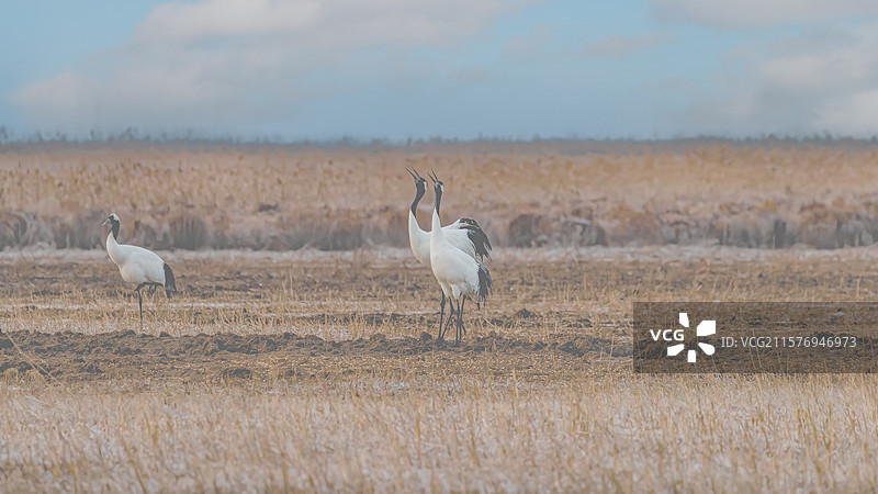 丹顶鹤图片素材