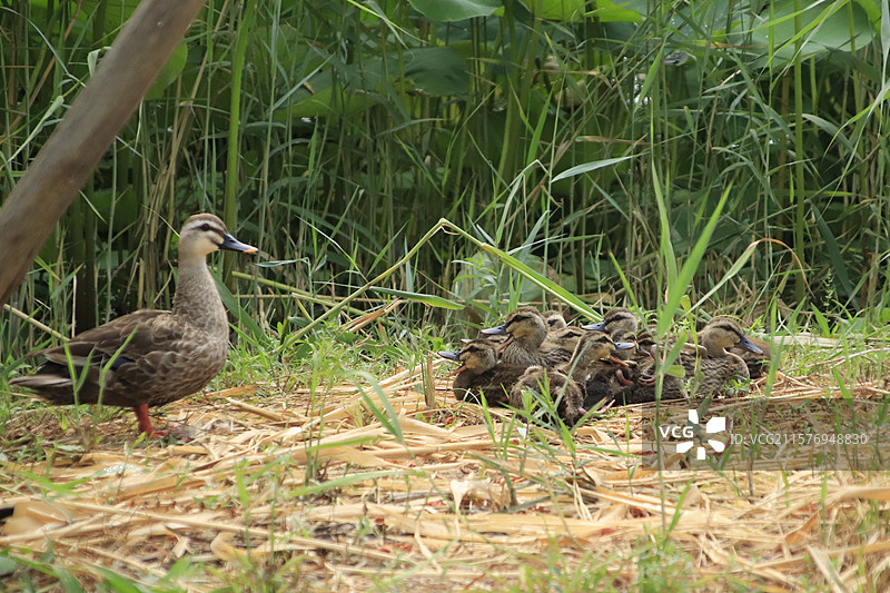 斑嘴鸭护宝宝岸上休憩图片素材