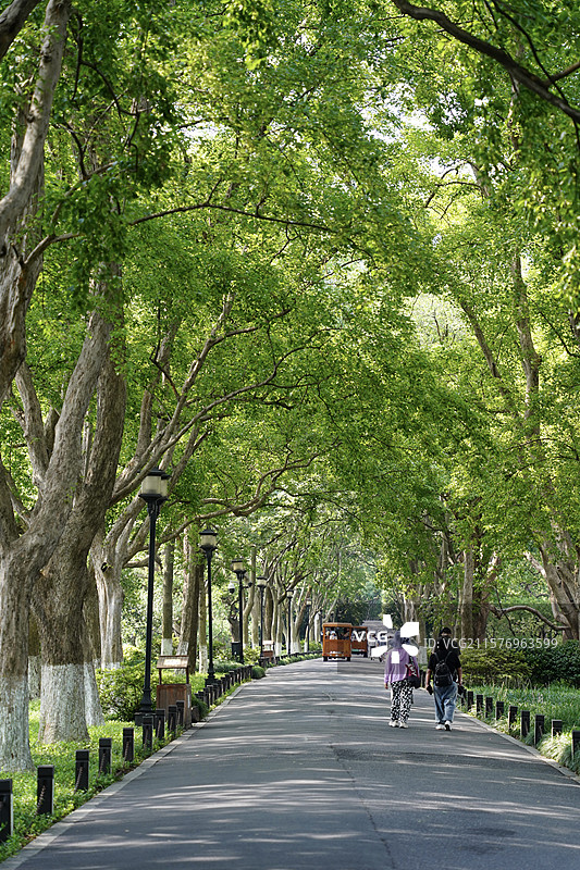 苏堤道路两旁的大树图片素材