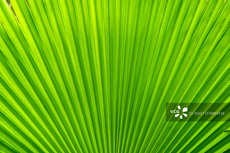 绿色的棕榈树叶特写镜头图片素材