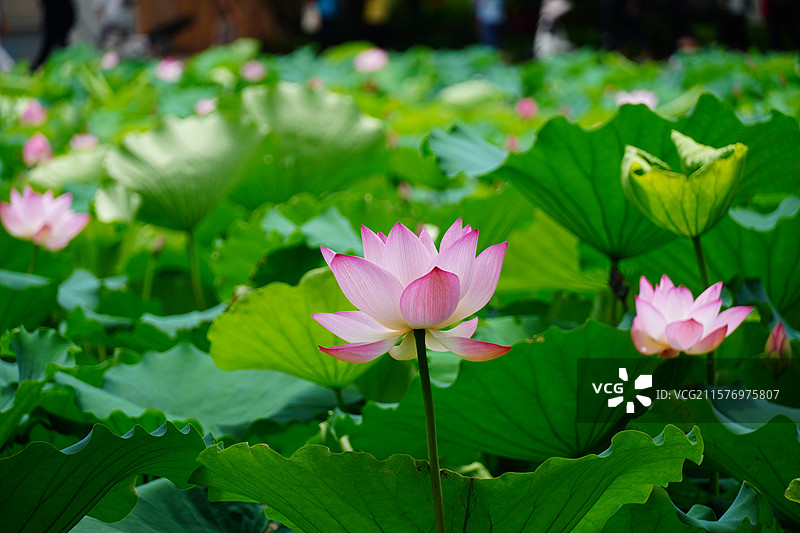 荷花图片素材
