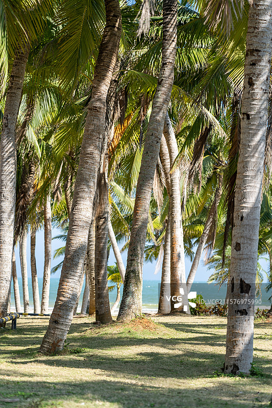 晴朗蓝天下的椰林图片素材