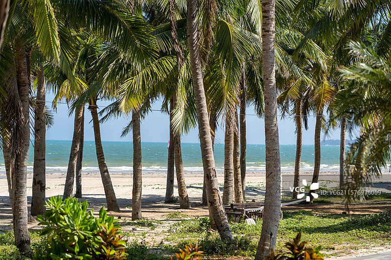 晴朗蓝天下的椰林图片素材
