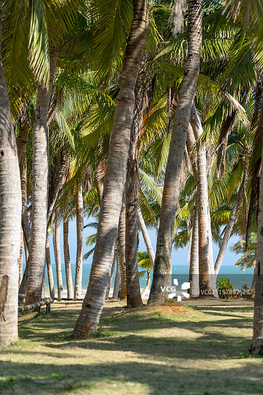 晴朗蓝天下的椰林图片素材