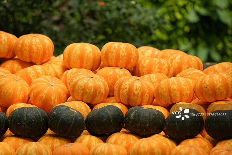 寿光蔬菜博览会上的南瓜图片素材