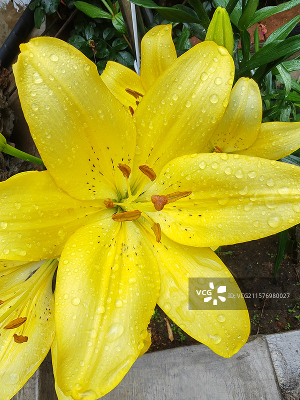 黄色的花图片素材