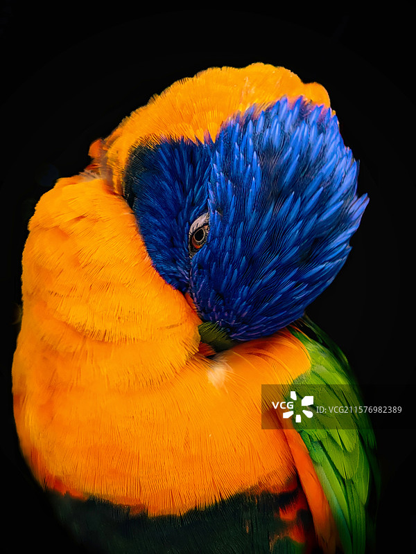 色彩的碰撞-一只斑斓的鹦鹉图片素材