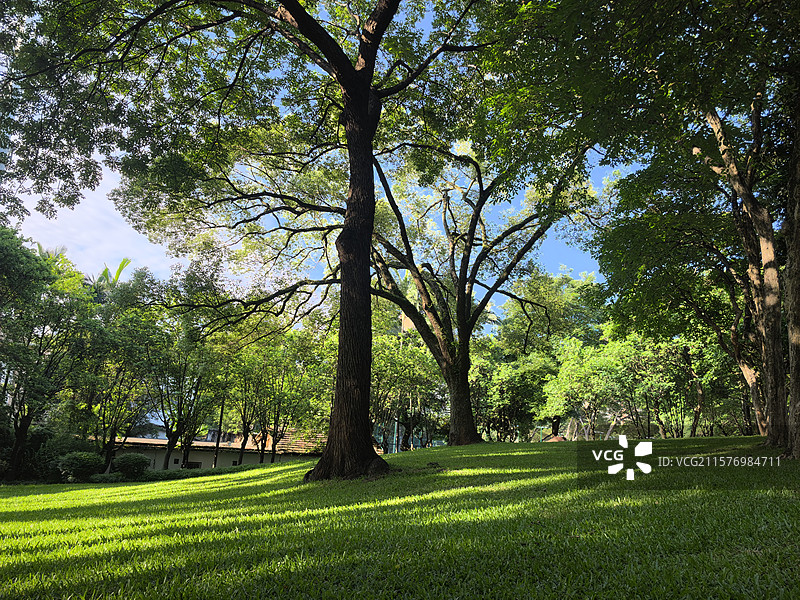 绿色之美图片素材