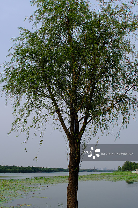 夏天城市路边的绿化树。景观河里的绿色柳树。荷花荷叶高清风景背景图图片素材