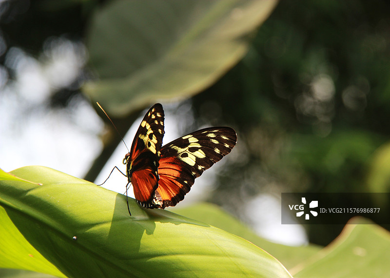 叶影蝶韵图片素材