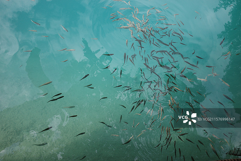 九寨沟风景鱼图片素材