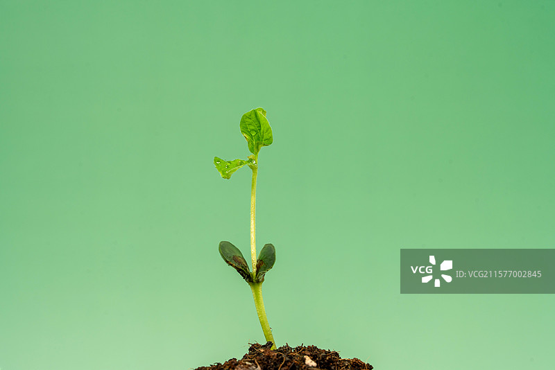 黄豆种子长出的幼苗嫩芽图片素材
