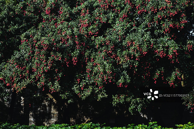 挂满枝头的鲜红荔枝图片素材