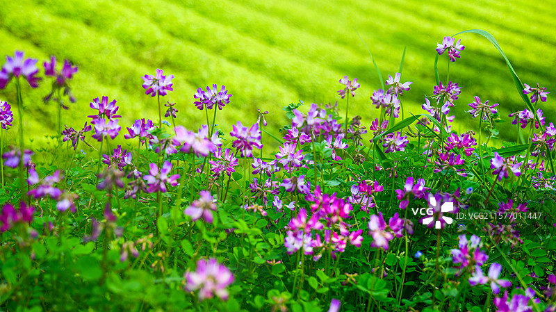 春天唯美花海紫云英图片素材