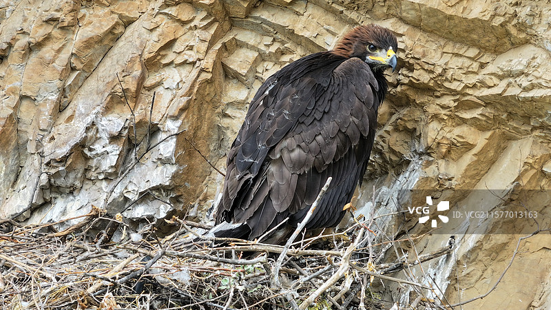 北京门头沟区金雕亚成鸟图片素材