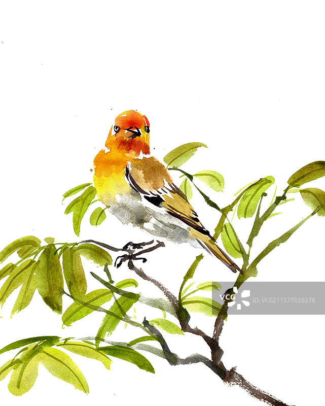 枝头的火冠鸟图片素材