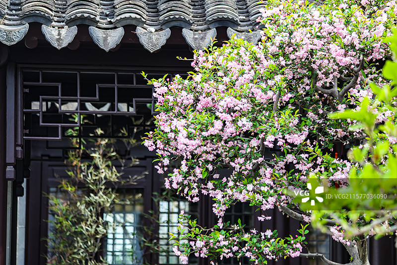 苏州园林之网师园园林建筑假山亭台楼榭花朵风光图片素材