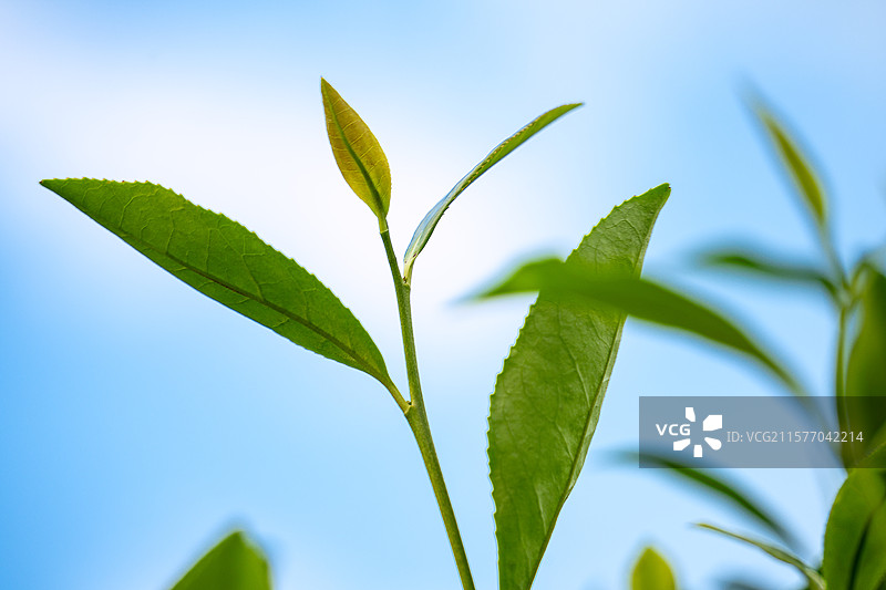 中国名茶“信阳毛尖”绿色一芽一叶特写图片素材