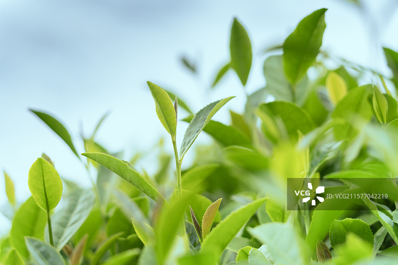 中国名茶“信阳毛尖”绿色一芽一叶特写图片素材