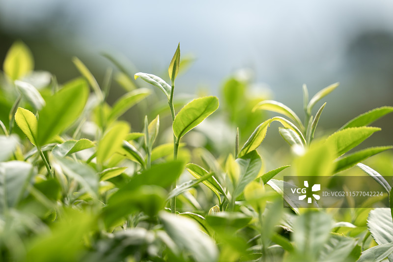 中国名茶“信阳毛尖”绿色一芽一叶特写图片素材