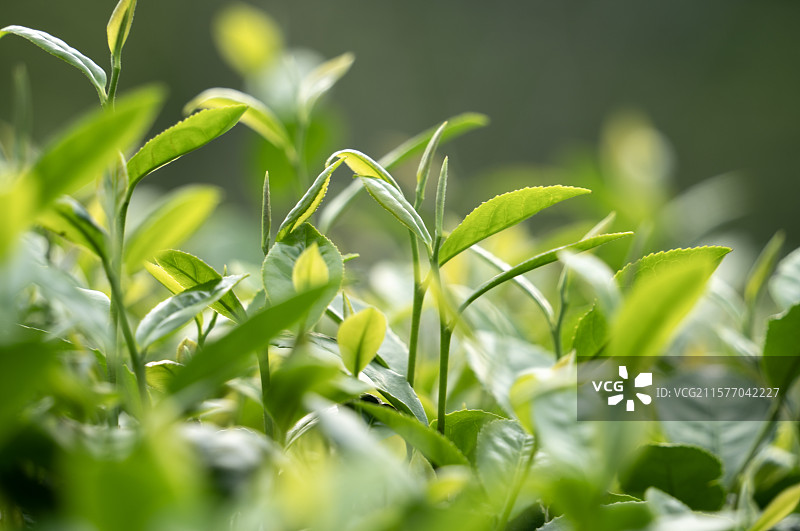 中国名茶“信阳毛尖”绿色一芽一叶特写图片素材