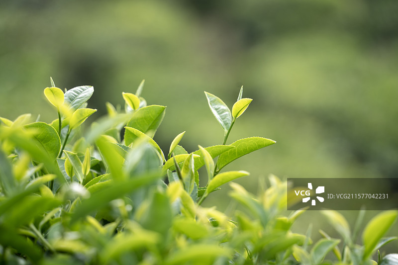中国名茶“信阳毛尖”绿色一芽一叶特写图片素材