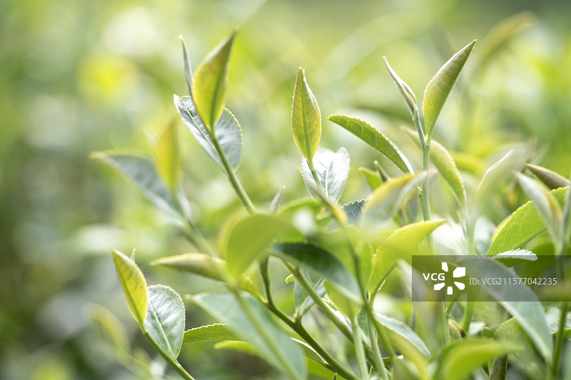 中国名茶“信阳毛尖”绿色一芽一叶特写图片素材