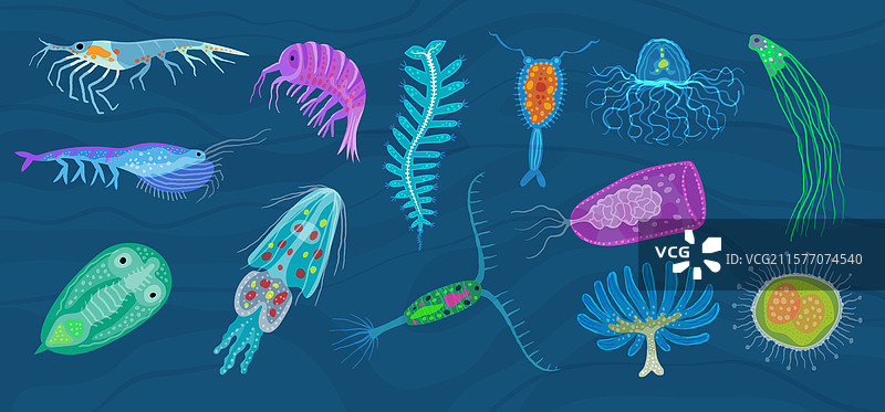不同的水下浮游生物海洋生活图片素材
