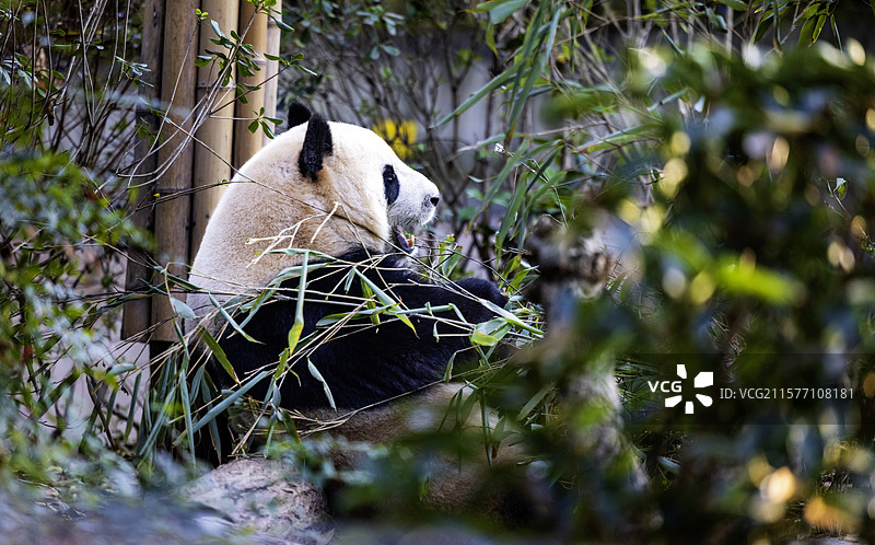 憨态可掬的国宝大熊猫图片素材