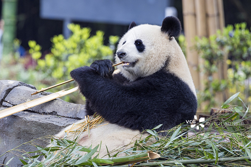 憨态可掬的国宝大熊猫图片素材
