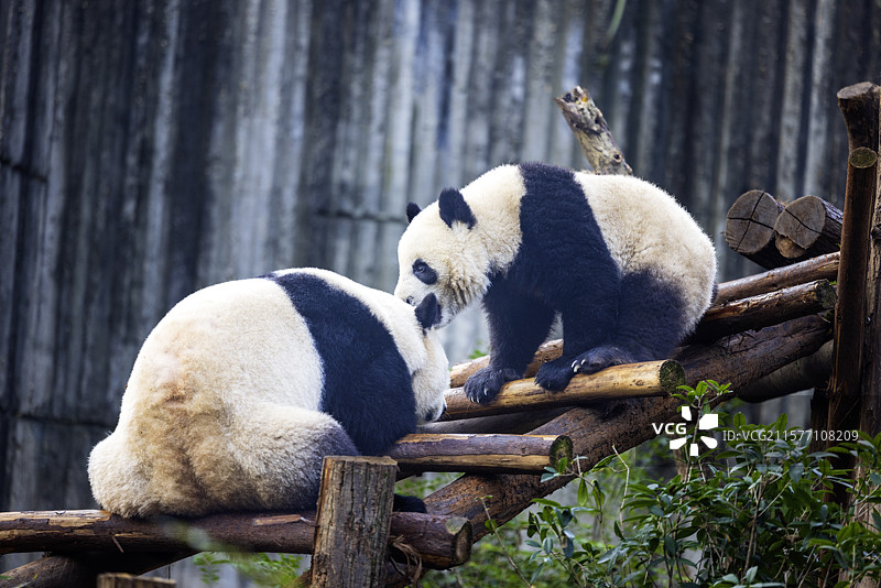 憨态可掬的国宝大熊猫图片素材