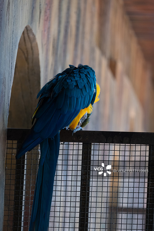 广西南宁动物园金刚鹦鹉图片素材