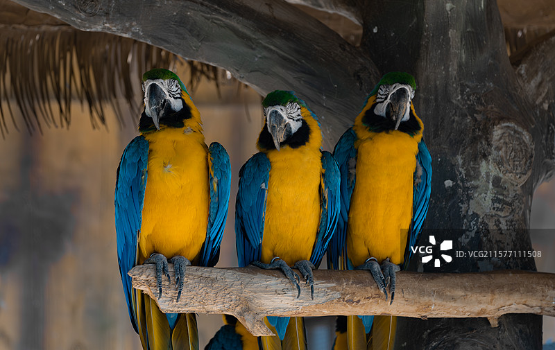 广西南宁动物园金刚鹦鹉图片素材