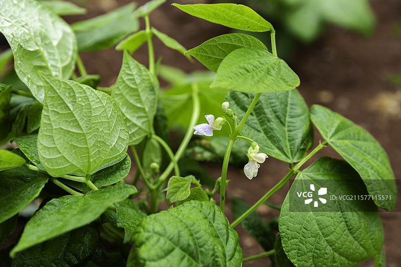 雨中的红豇豆--可食用图片素材