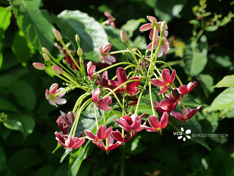 窗头几株使君子，白白红红傍墙开图片素材