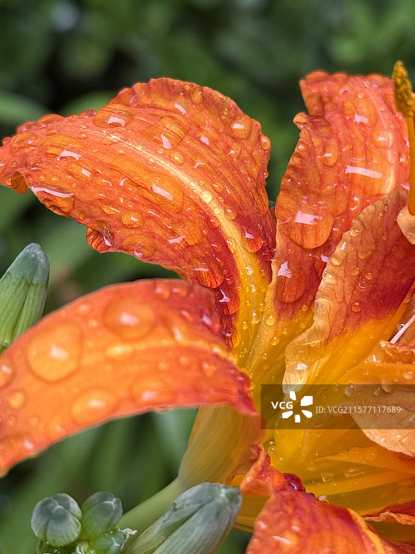 大连夏天图片素材