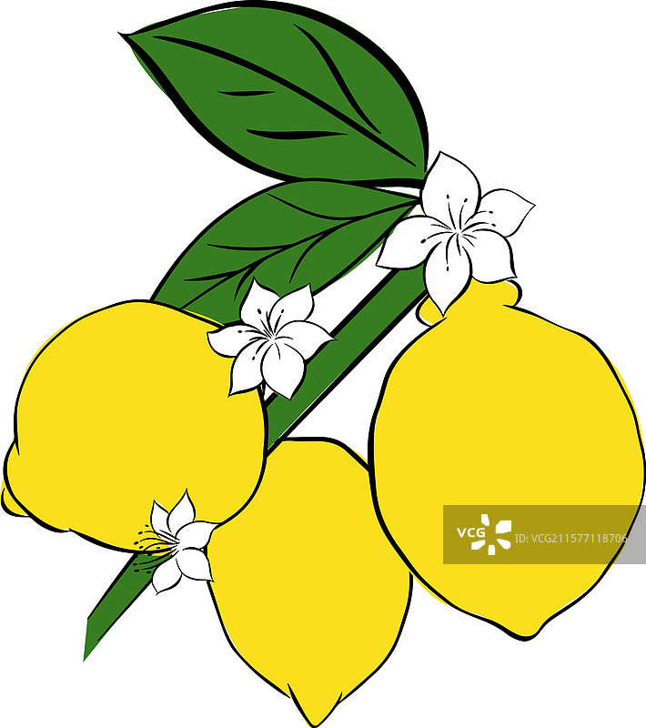 手绘柠檬枝图形线条墨水轮廓图片素材