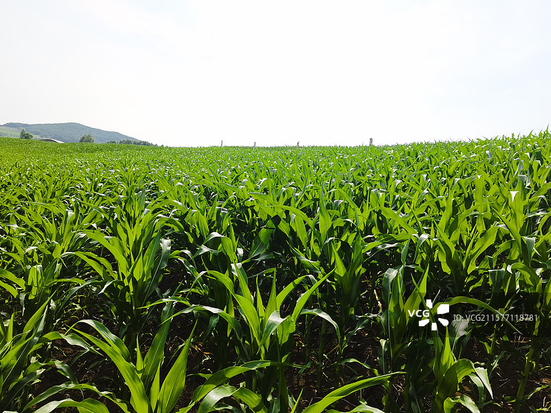 吉林省敦化市雁鸣湖湿地玉米田图片素材