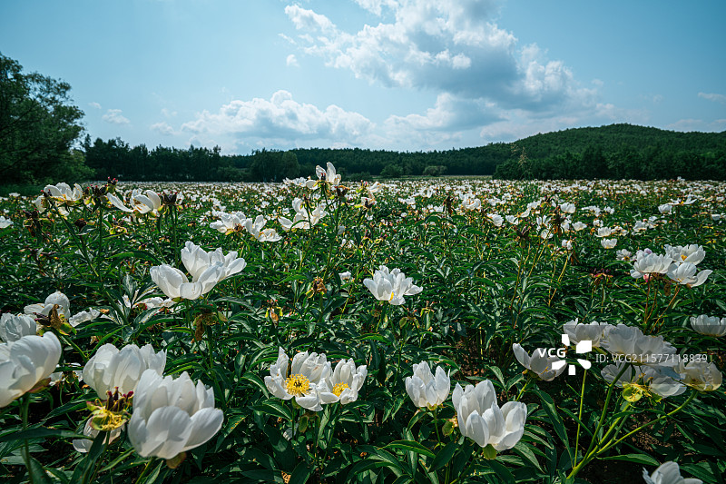 夏天的蓝天白云下，田野里盛开的大片白花芍药，黑龙江大兴安岭加格达奇区兴安百药谷中草药种植基地图片素材