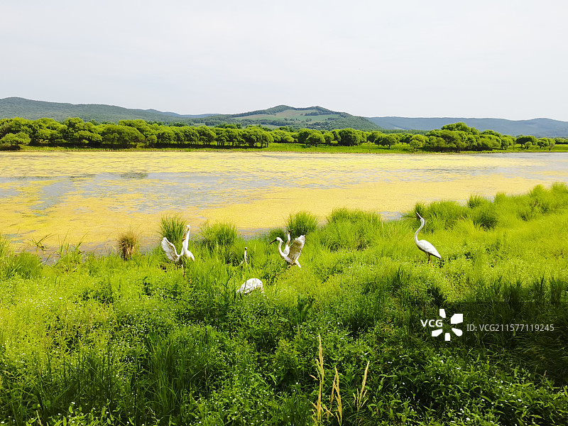 吉林省敦化市雁鸣湖湿地图片素材