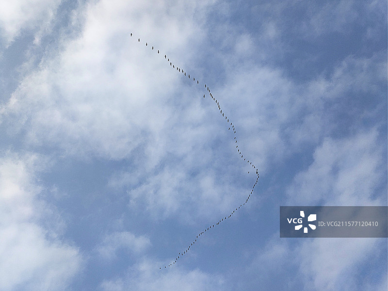 天空.白云.雁南飞图片素材