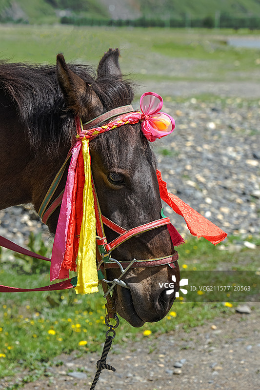 川西，高原上精致装扮的马匹特写图片素材